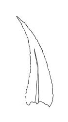 Brachythecium velutinum, branch leaf. Drawn from K.W. Allison 4660, CHR 477815.
 Image: R.C. Wagstaff © Landcare Research 2019 CC BY 3.0 NZ